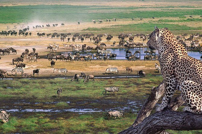 8 Days 7 Nights Tanzania Wildlife & Culture Lodge Safari - Deep Dive into the Itinerary