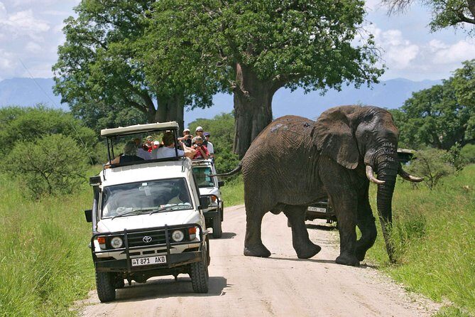 8 Days 7 Nights Tanzania Wildlife & Culture Lodge Safari - Final Thoughts: Who Should Consider This Safari?