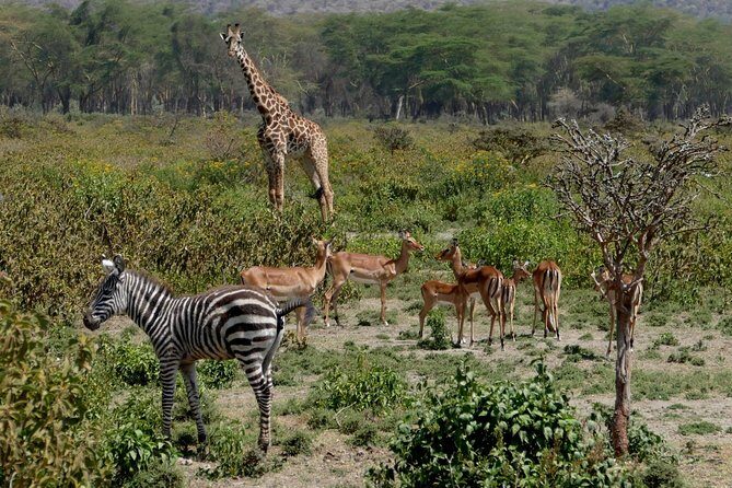 8 Days Amboseli lake Nakuru Masai Mara lake Naivasha safari - Overview of the Tour Experience