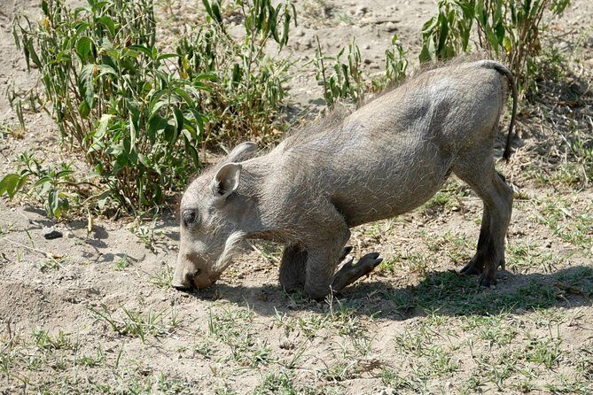 8 Days Amboseli lake Nakuru Masai Mara lake Naivasha safari - Authenticity & Authentic Encounters