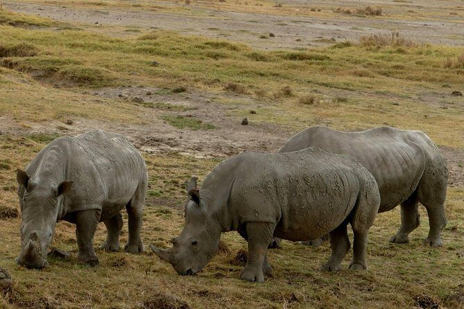 8 Days Amboseli lake Nakuru Masai Mara lake Naivasha safari - Final Thoughts: Who Is This Safari Best For?