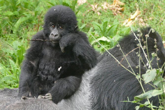 8 Days Amboseli lake Nakuru Masai Mara lake Naivasha safari - FAQ