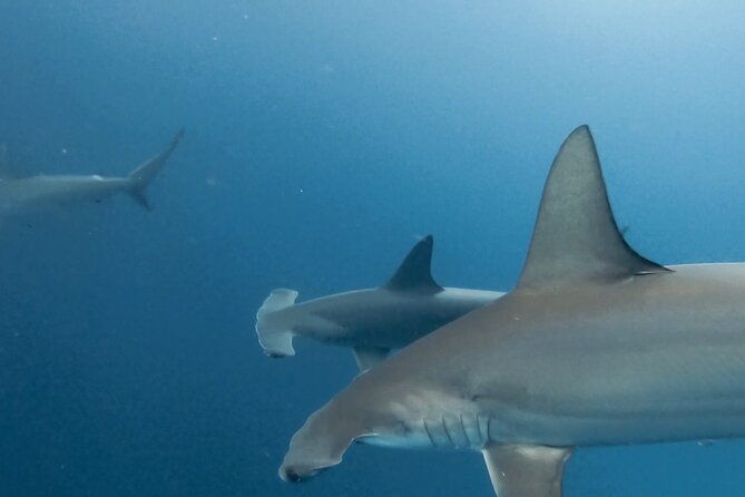 8-days-and-7-nights-private-tour-in-galapagos-islands
