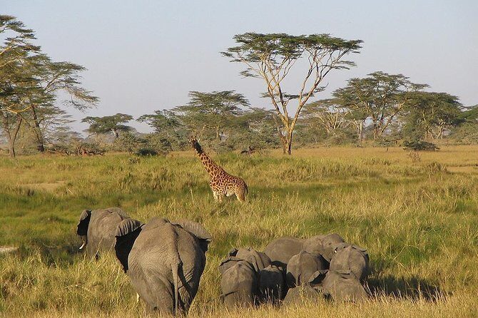 8 Days Best of Kenya and Tanzania Safari from Nairobi - Practical Aspects to Know