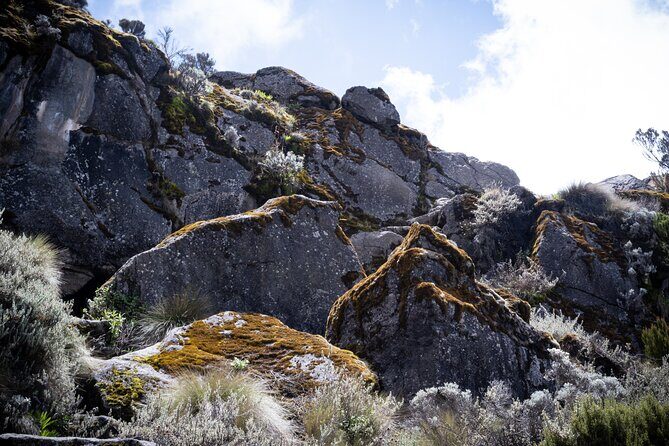 8 Days Climbing Mt.Kilimanjaro (Lemosho Route) - The Experience on the Ground