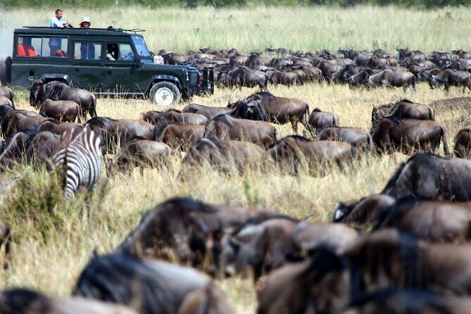 8 Days Combined Kenya And Tanzania Luxury Safari - An Honest Look at the 8 Days Combined Kenya and Tanzania Luxury Safari
