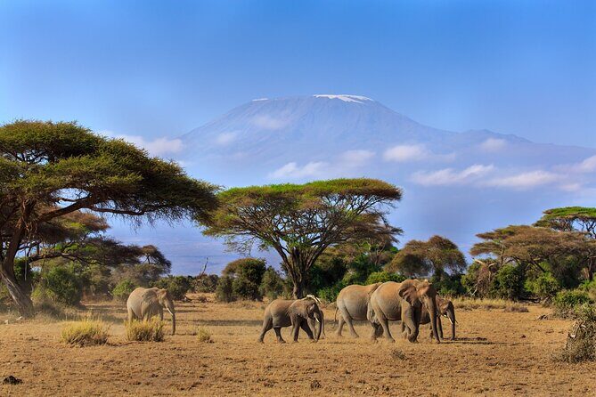 8 Days Combined Kenya And Tanzania Luxury Safari - Who This Safari Suits Best