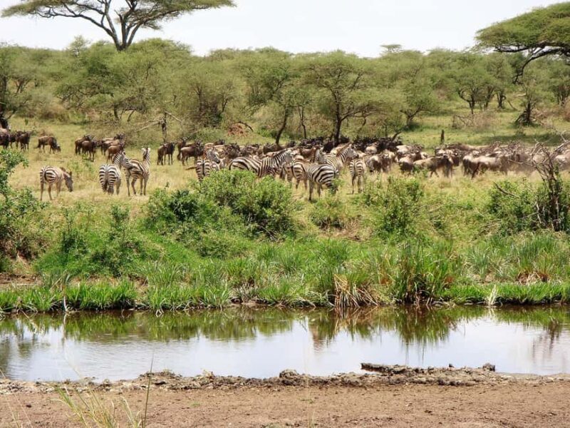 8 Days Comfort Safari+Walking Trip. - Practical Details That Matter