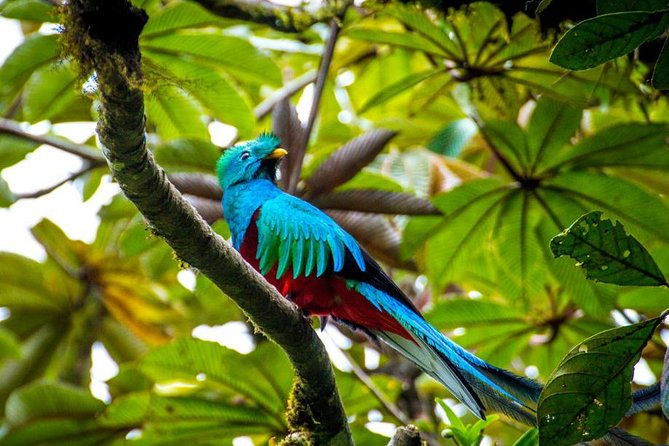 8-days-costa-rica-volcano-tropical-jungles-and-cloud-forests