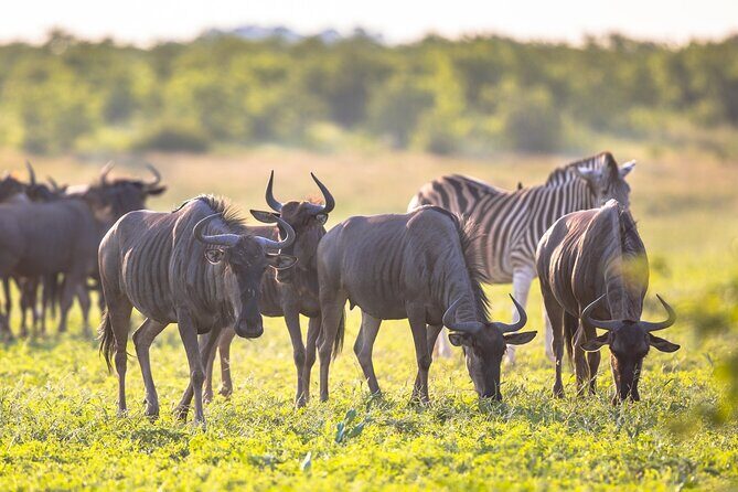 8 Days Follow the Wildebeest Migration River Crossing Safari - Why This Tour Offers Great Value