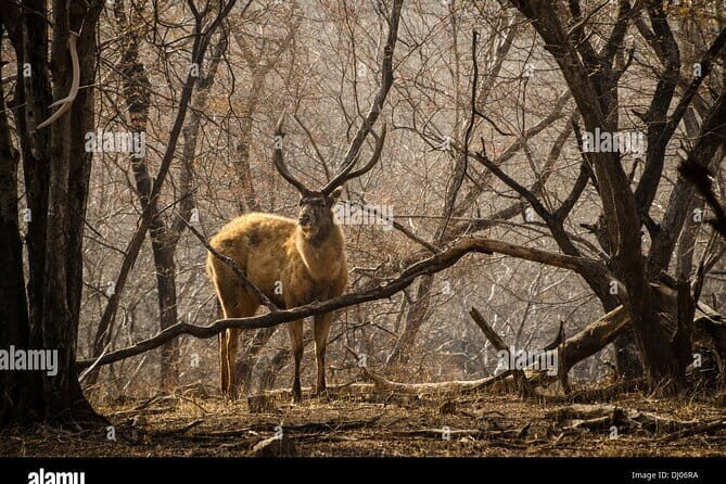 8 Days Golden Triangle with Ranthambhore Tour - The Journey Through India: A Closer Look