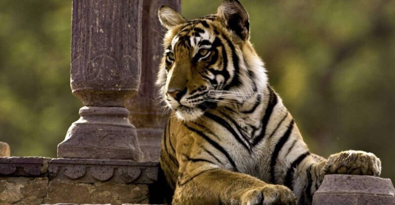 8 Days GOLDEN TRIANGLE WITH RANTHAMBORE WILDLIFE SAFARI - Practical Aspects and Value