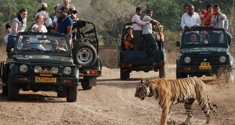 8 Days GOLDEN TRIANGLE WITH RANTHAMBORE WILDLIFE SAFARI - The Sum Up