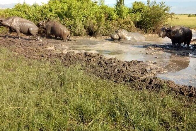 8 Days Gorillas, Primates & Wildlife Safari Uganda Safari - Key Points