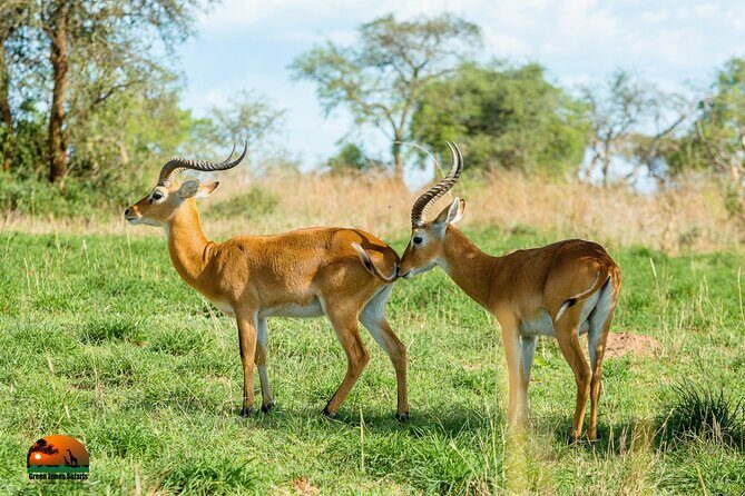8 Days Gorillas, Primates & Wildlife Safari Uganda Safari - FAQ