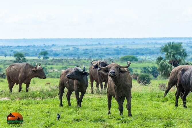 8 Days Gorillas, Primates & Wildlife Safari Uganda Safari - Final Thoughts