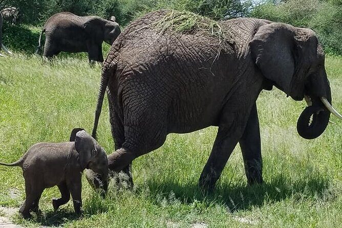 8 Days Great Wildebeest Calving Migration Safari from Arusha - The Experience in Detail