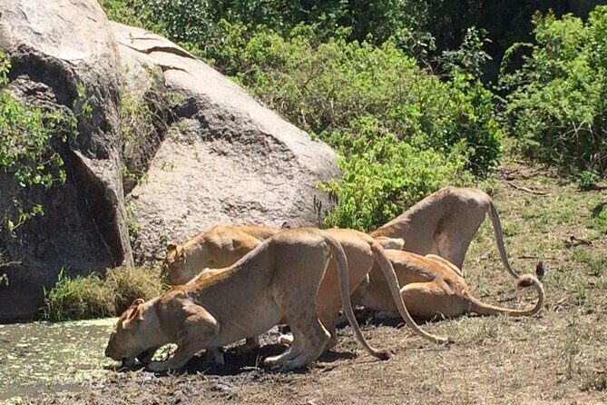 8 Days Green Season Offer - Luxury Serena Safari - The Sum Up
