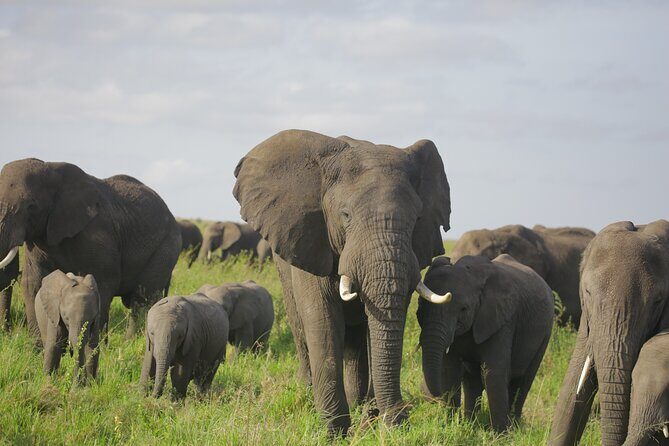 8 Days Green Season Offer - Luxury Serena Safari - Frequently Asked Questions