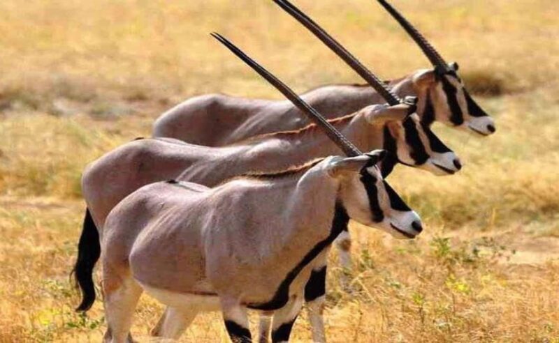 8 Days Harar, bale mountain and Awash safari tour. - Journey to Awash National Park