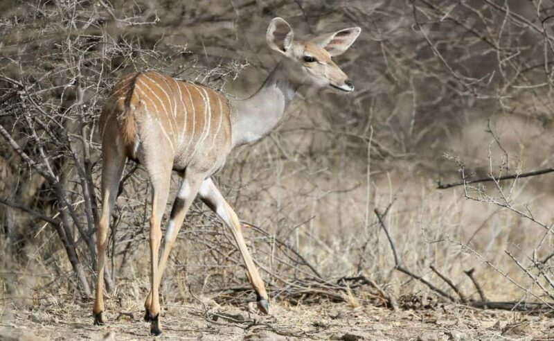 8 Days Harar, bale mountain and Awash safari tour. - A Full Day in Awash