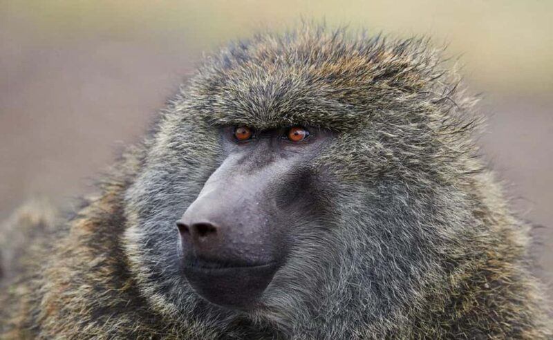 8 Days Harar, bale mountain and Awash safari tour. - Exploring Bale Mountain National Park