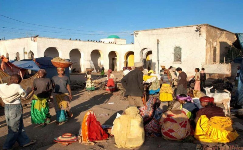 8 Days Harar, bale mountain and Awash safari tour. - Excursion into Harenna Forest