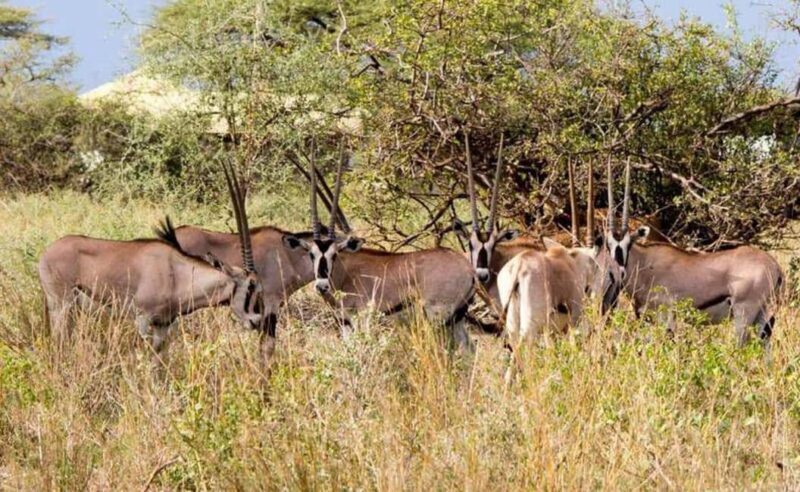 8 Days Harar, bale mountain and Awash safari tour. - Return to Addis Ababa