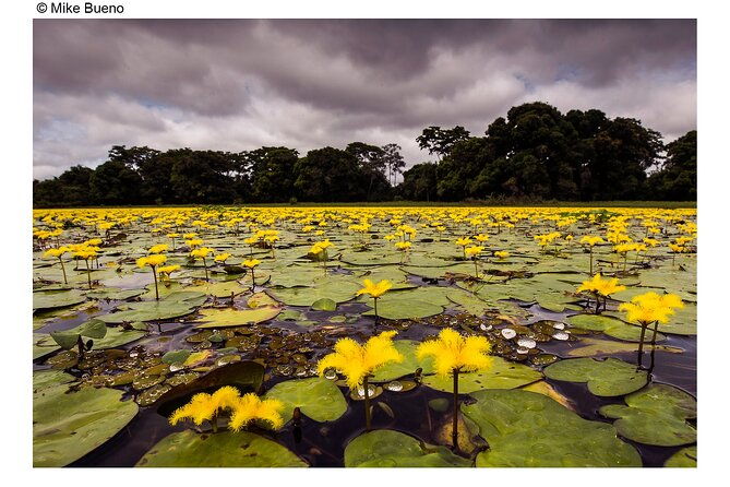 8-days-jaguars-and-pantanal-safari-tour