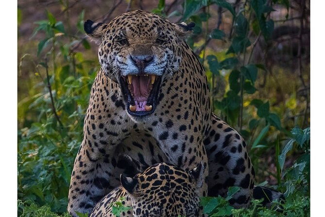 8-days-jaguars-and-pantanal-safari-tour