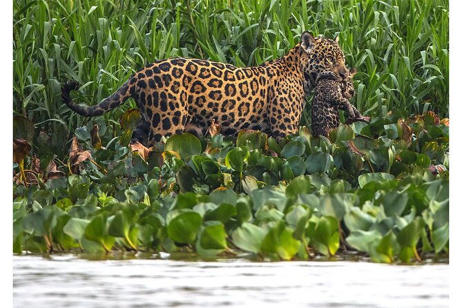 8-days-jaguars-and-pantanal-safari-tour