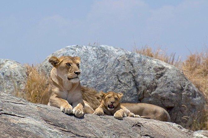 8 days Kenya and Tanzania private lodging safari from Nairobi - An Overview of the Tour Experience