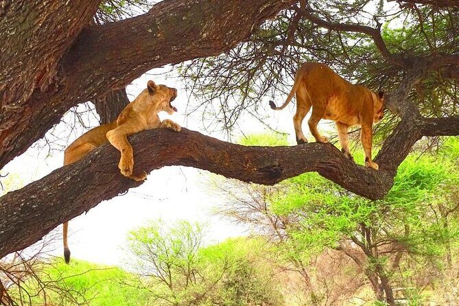 8 days Kenya highlights safari starting from Nairobi. - Exploring the Itinerary in Detail