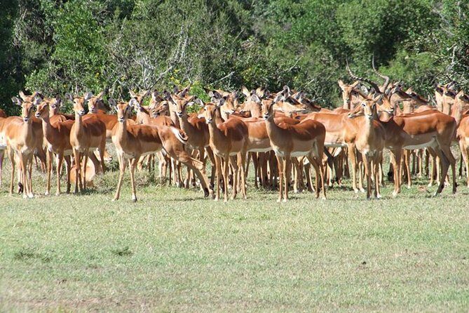 8 days Kenya highlights safari starting from Nairobi. - Who Is This Tour Best Suited For?