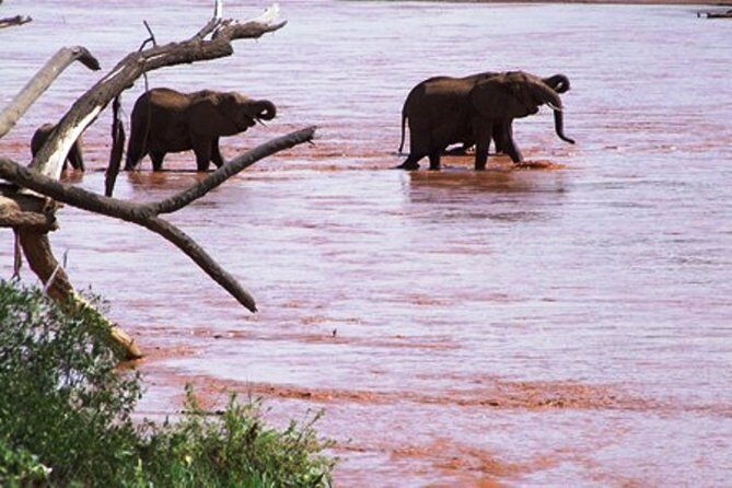 8 days Kenya highlights safari starting from Nairobi. - FAQs