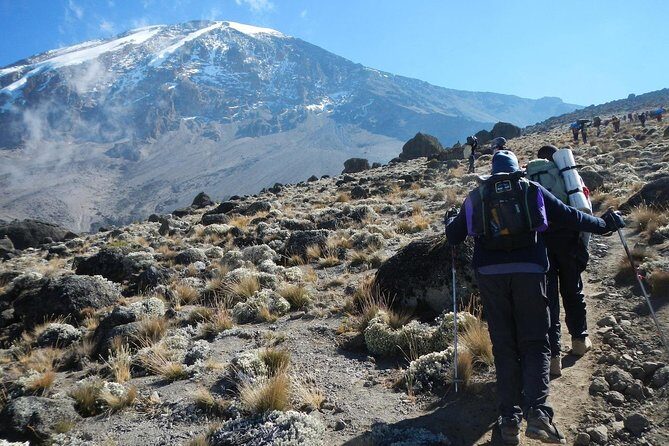 8 Days Lemosho Route Kilimanjaro Trekking - Key Points  