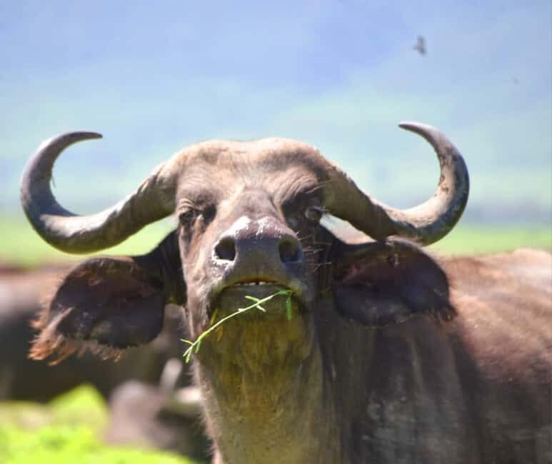 8 Days Migration Safari in Tanzania (Serengeti, Ngorongoro) - Key Points