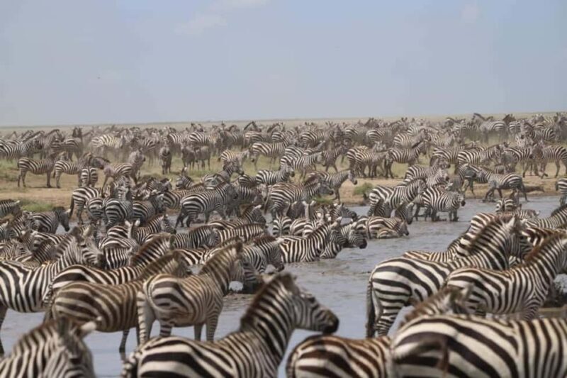 8 Days Migration Safari in Tanzania (Serengeti, Ngorongoro) - Exploring the 8-Day Migration Safari in Tanzania