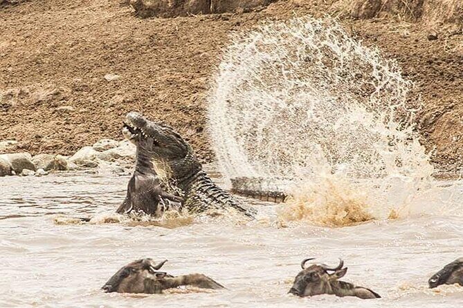 8 Days, Migrations Safari-River crossing -(July to October) - Practical Aspects & Value