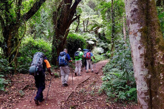 8 Days Mountain Kilimanjaro Lemosho Route - The Itinerary Breakdown: What to Expect