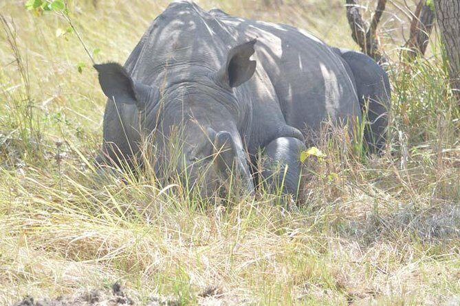 8 days Murchison Falls, Chimpanzee & Gorilla Trekking Safari - Key Points