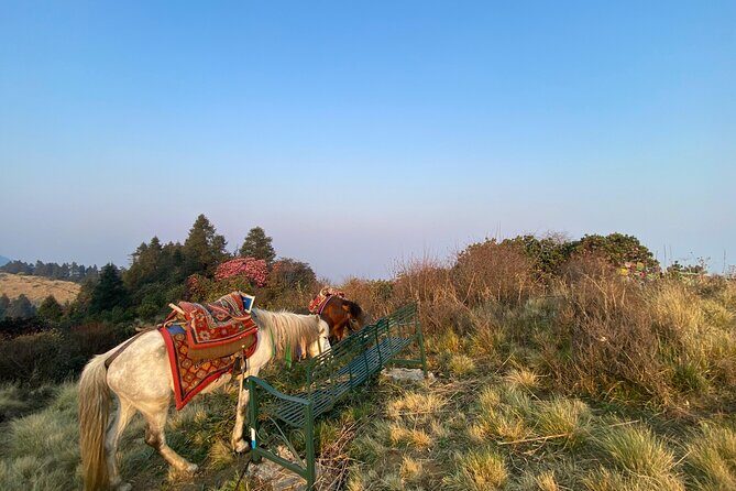 8 Days Poon Hill with Mardi Himal Base Camp Trek - An Overview of the Trek Experience