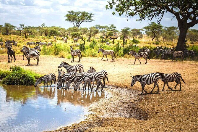 8-Days Private Luxury Safari: Serengeti, Ngorongoro & Materuni - Exploring Tanzania in Style: An In-Depth Review