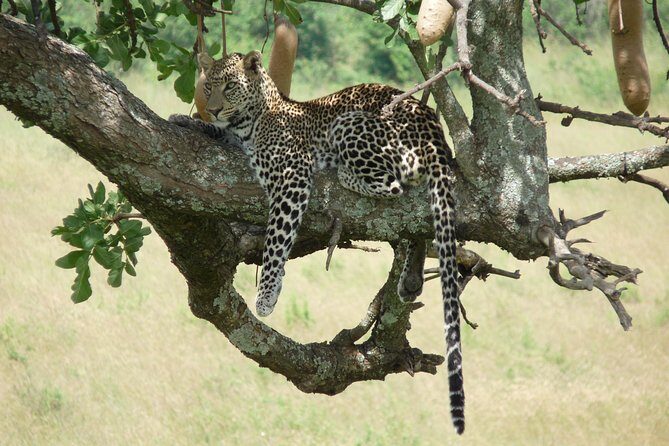 8 Days Safari to Amboseli, Great Rift Valley Lakes & Masai Mara - The Sum Up