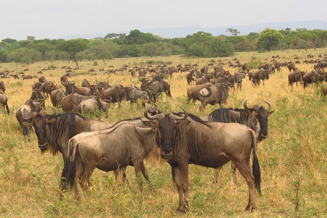 8 Days Safari to Amboseli, Great Rift Valley Lakes & Masai Mara - FAQs