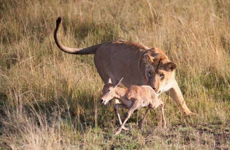 8 Days Safari To Amboseli, Naivasha, Nakuru, & Maasai Mara - Key Points