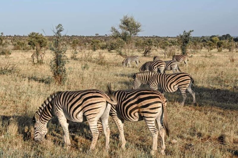 8 Days Safari To Amboseli, Naivasha, Nakuru, & Maasai Mara - Overall Impressions of the Tour