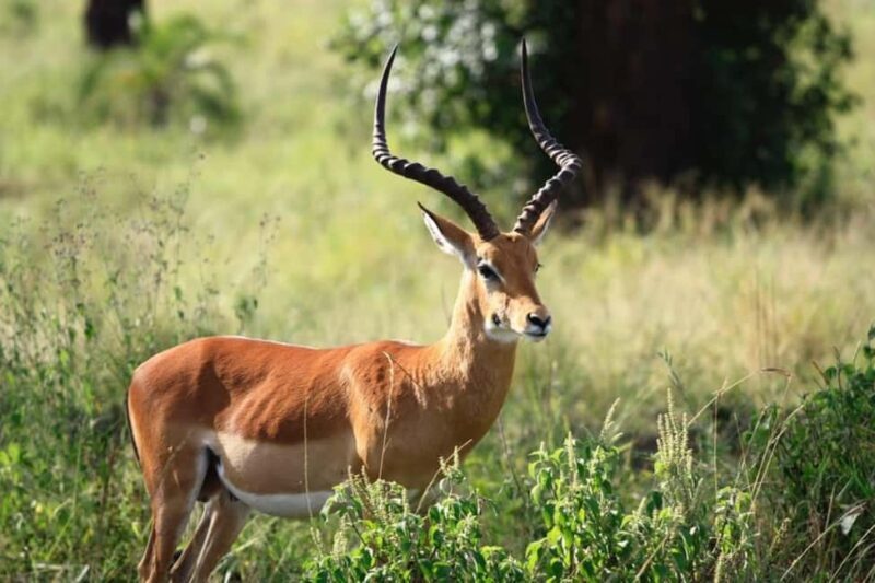 8 Days Safari To Amboseli, Naivasha, Nakuru, & Maasai Mara - What’s Included and What’s Not