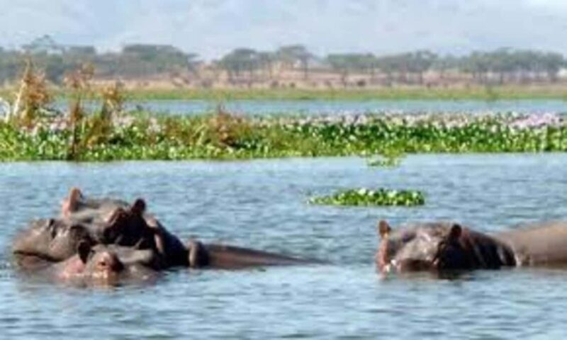 8 Days Safari To Amboseli, Naivasha, Nakuru, & Maasai Mara - The Value and Who Should Consider This Tour