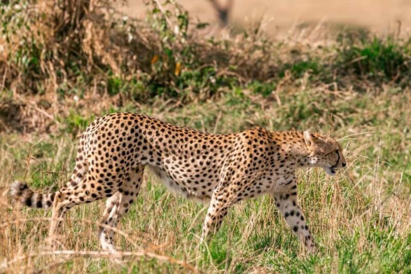 8 Days Safari To Amboseli, Naivasha, Nakuru, & Maasai Mara - The Sum Up